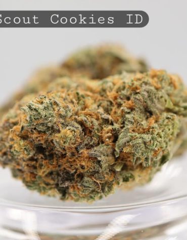 Indoor-Girl-Scout-Cookies_Cannabis-Flower_The-Dope-Warehouse