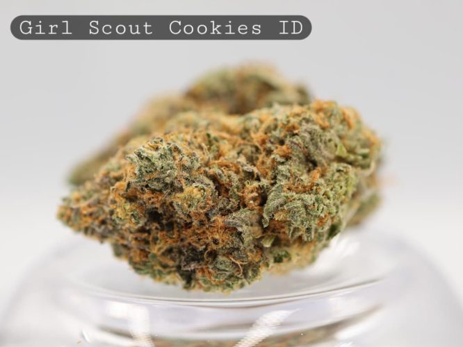 Indoor-Girl-Scout-Cookies_Cannabis-Flower_The-Dope-Warehouse