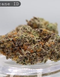 Indoor Hurricane p/g