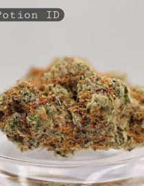 Indoor-Love-Potion_Cannabis-Flower_The-Dope-Warehouse