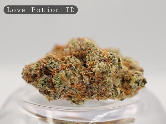 Indoor-Love-Potion_Cannabis-Flower_The-Dope-Warehouse