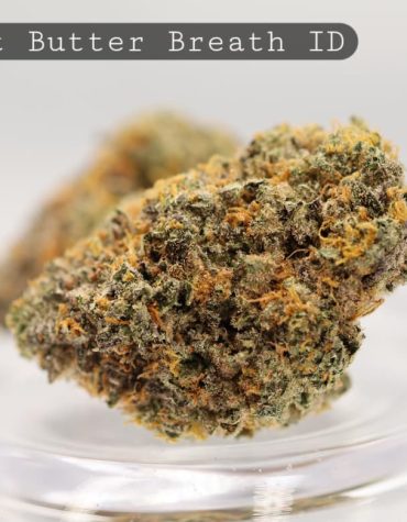 Indoor-Peanut-Butter-Breath_Cannabis-Flower_The-Dope-Warehouse