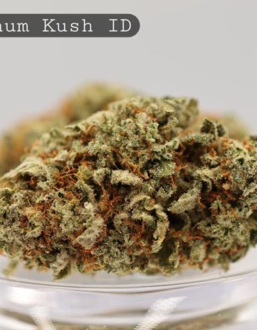 Indoor-Platinum-Kush_Cannabis-Flower_The-Dope-Warehouse