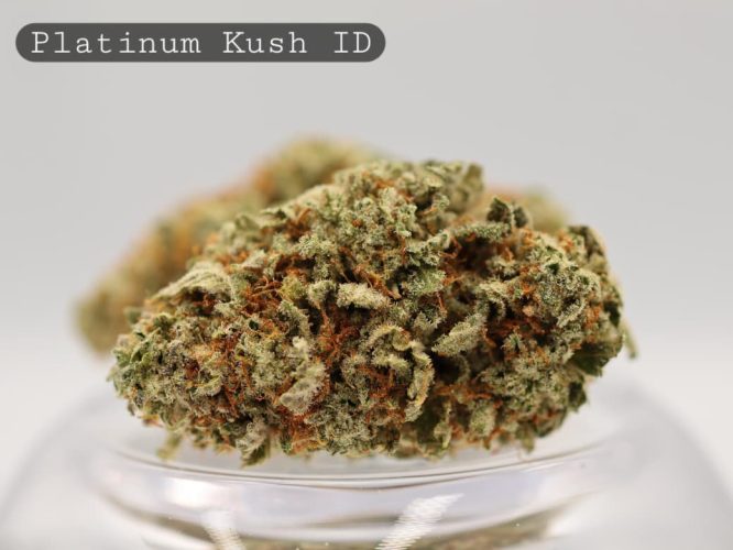 Indoor-Platinum-Kush_Cannabis-Flower_The-Dope-Warehouse