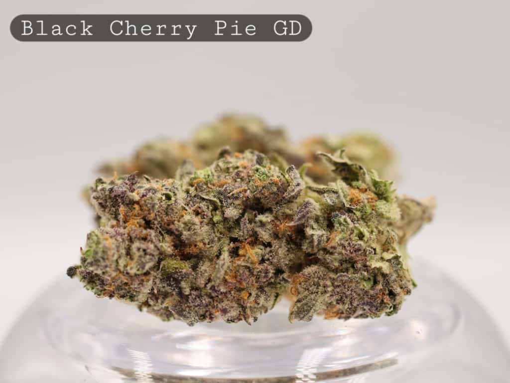 Greendoor-Black-Cherry-Pie-bud_Cannabis_-Flower_weed_the-dope-warehouse Greendoor-Black-Cherry-Pie_Cannabis-Flower_The-Dope-Warehouse