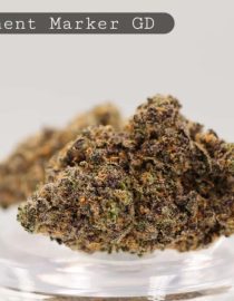 Greendoor-Permanent-Marker_Cannabis-Flower_The-Dope-Warehouse