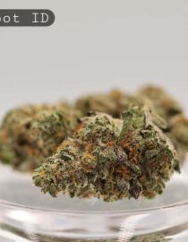 Indoor-Big-Foot_Cannabis-Flower_The-Dope-Warehouse