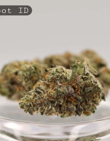 Indoor-Big-Foot_Cannabis-Flower_The-Dope-Warehouse