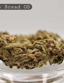 Outdoor-King's-Bread_Cannabis-Flower_The-Dope-Warehouse