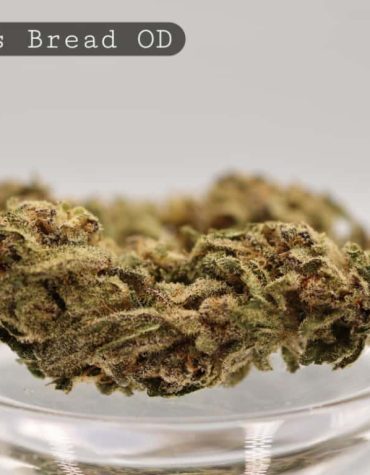 Outdoor-King's-Bread_Cannabis-Flower_The-Dope-Warehouse