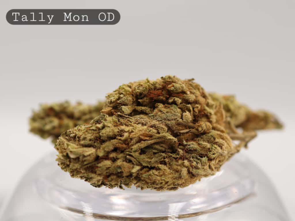 Outdoor-Tally-Mon_Outdoor-bud_Cannabis_-Flower_weed_the-dope-warehouse Outdoor-Tally-Mon_Cannabis-Flower_The-Dope-Warehouse
