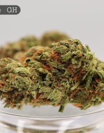 Greenhouse-Cheese_Cannabis-Flower_The-Dope-Warehouse