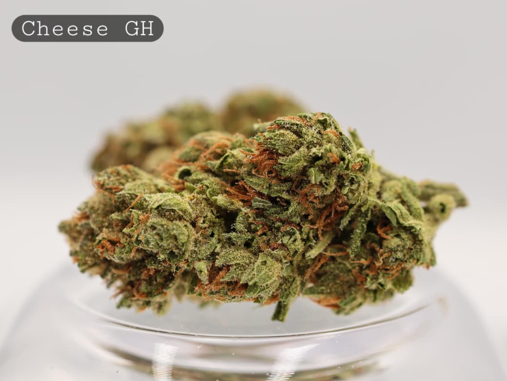 Greenhouse-Cheese_Greenhouse-bud_Cannabis_-Flower_weed_the-dope-warehouse Greenhouse-Cheese_Cannabis-Flower_The-Dope-Warehouse