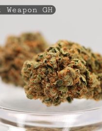 Greenhouse-Secret-Weapon_Cannabis-Flower_The-Dope-Warehouse