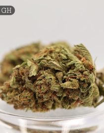 Greenhouse-Skunk_Cannabis-Flower_The-Dope-Warehouse