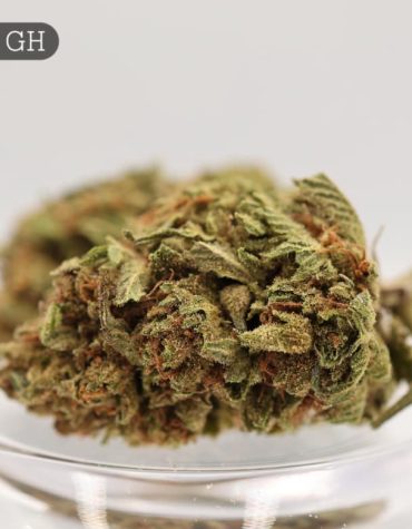 Greenhouse-Skunk_Cannabis-Flower_The-Dope-Warehouse