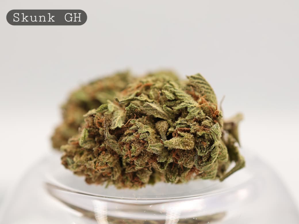 Greenhouse-Skunk-The-Dope-Warehouse-Cannabis-THC-Bud-Weed Greenhouse-Skunk_Cannabis-Flower_The-Dope-Warehouse