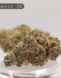 Indoor-Blockberry_Cannabis-Flower_The-Dope-Warehouse