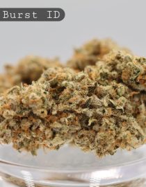Indoor-Lemon-Burst_Cannabis-Flower_The-Dope-Warehouse