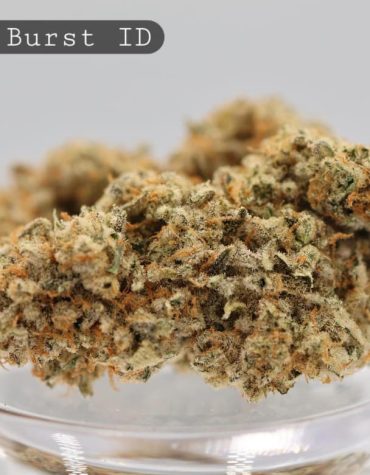 Indoor-Lemon-Burst_Cannabis-Flower_The-Dope-Warehouse
