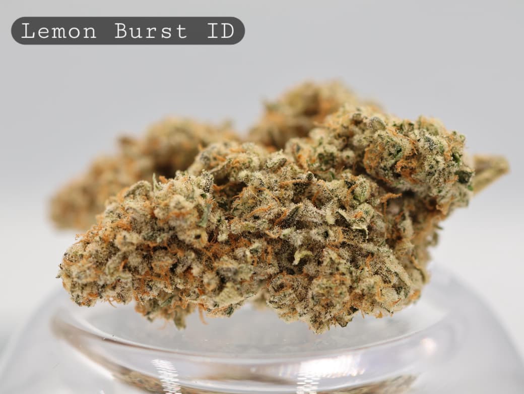 Indoor-Lemon-Burst-The-Dope-Warehouse-Cannabis-THC-Bud-Weed Indoor-Lemon-Burst_Cannabis-Flower_The-Dope-Warehouse