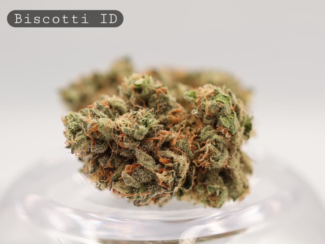 Indoor-Biscotti-The-Dope-Warehouse-Cannabis-THC-Bud-Weed