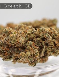 Greendoor-Garlic-Breath_Cannabis-Flower_The-Dope-Warehouse