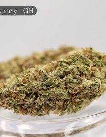 Greenhouse-Blueberry_Cannabis-Flower_The-Dope-Warehouse