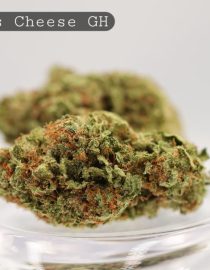 Greenhouse-Exodus-Cheese_Cannabis-Flower_The-Dope-Warehouse