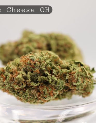 Greenhouse-Exodus-Cheese_Cannabis-Flower_The-Dope-Warehouse
