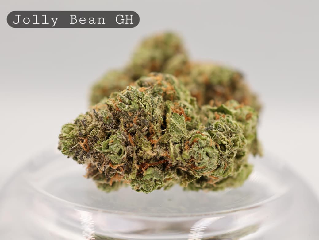 Greenhouse-Jolly-Bean-The-Dope-Warehouse-Cannabis-THC-Bud-Weed Greenhouse-Jolly-Bean_Cannabis-Flower_The-Dope-Warehouse