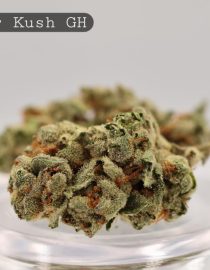 Greenhouse-Kosher-Kush_Cannabis-Flower_The-Dope-Warehouse
