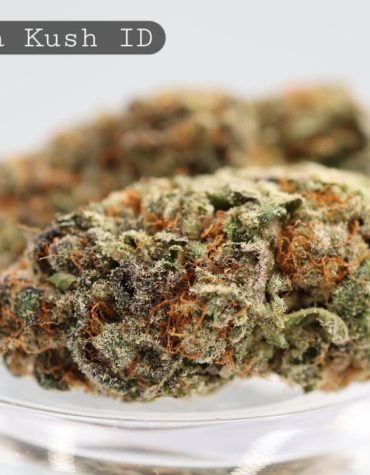Indoor-Banana-Kush_Cannabis-Flower_The-Dope-Warehouse