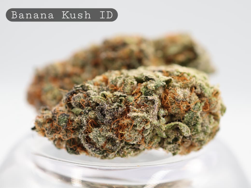 Indoor-Banana-Kush-The-Dope-Warehouse-Cannabis-THC-Bud-Weed Indoor-Banana-Kush_Cannabis-Flower_The-Dope-Warehouse