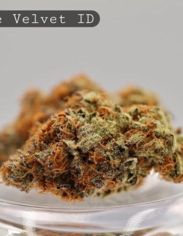 Indoor-Orange-Velvet_Cannabis-Flower_The-Dope-Warehouse