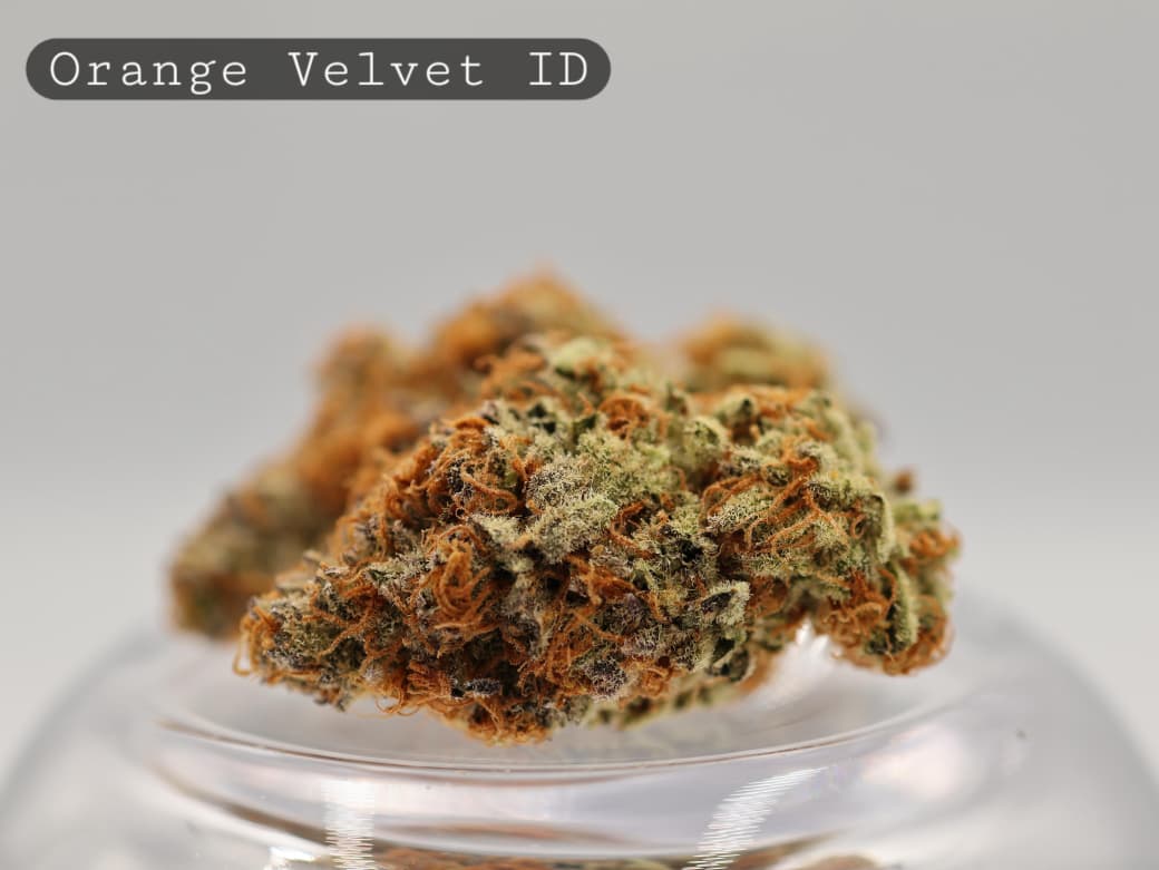 Indoor-Orange-Velvet-The-Dope-Warehouse-Cannabis-THC-Bud-Weed Indoor-Orange-Velvet_Cannabis-Flower_The-Dope-Warehouse