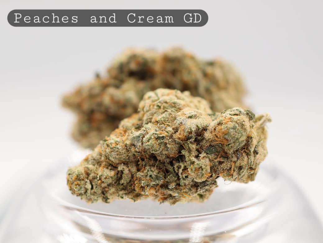 Greendoor-Peaches-and-Cream-The-Dope-Warehouse-Cannabis-THC-Bud-Weed Greendoor-Peaches-and-Cream_Cannabis-Flower_The-Dope-Warehouse