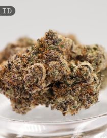 Indoor-Runtz_Cannabis-Flower_The-Dope-Warehouse