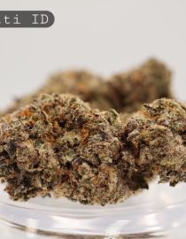 Indoor-Biscotti_Cannabis-Flower_The-Dope-Warehouse