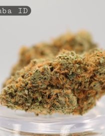 Indoor-La-Bomba_Cannabis-Flower_The-Dope-Warehouse