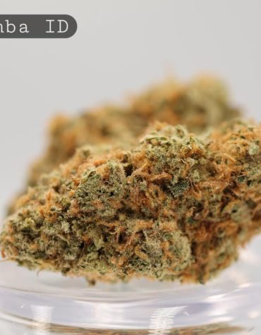 Indoor-La-Bomba_Cannabis-Flower_The-Dope-Warehouse