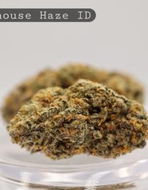 Indoor-Lighthouse-Haze_Cannabis-Flower_The-Dope-Warehouse