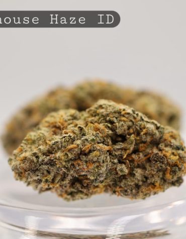 Indoor-Lighthouse-Haze_Cannabis-Flower_The-Dope-Warehouse