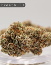 Indoor-Maple-Breath_Cannabis-Flower_The-Dope-Warehouse