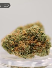 Indoor-Papaya_Cannabis-Flower_The-Dope-Warehouse