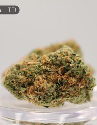 Indoor-Papaya_Cannabis-Flower_The-Dope-Warehouse