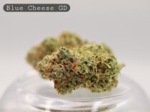 Greendoor-Blue-Cheese_Greendoor-bud_Cannabis_-Flower_weed_the-dope-warehouse - The Dope Warehouse