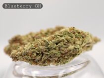 Greenhouse-Blueberry-The-Dope-Warehouse-Cannabis-THC-Bud-Weed - The Dope Warehouse