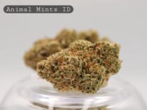 Indoor-Animal-Mints_Indoor-bud_Cannabis_-Flower_weed_the-dope-warehouse