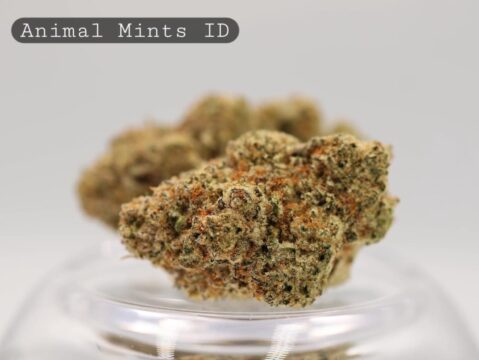 Indoor-Animal-Mints_Indoor-bud_Cannabis_-Flower_weed_the-dope-warehouse